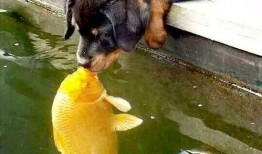 狗狗最新爆料图片高清,萌态可掬，瞬间萌化人心