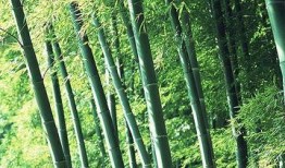 竹林小区新闻爆料视频大全,热点事件尽收眼底