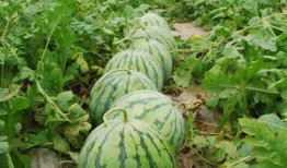 网红爆料吃瓜平台有哪些,盘点热门吃瓜平台大盘点