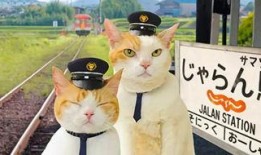 娱乐吃瓜君猫猫生日歌