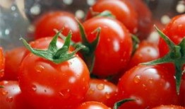 爆料西红柿的视频,视频爆料揭示惊人真相