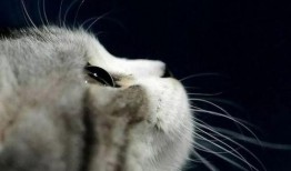 娱乐吃瓜君猫猫生日歌