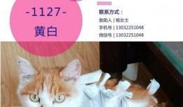 在线观看领养全集,温情满满的全集回顾