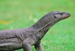 印度巨蜥爆料视频最新版,揭秘神秘生物的生存奥秘