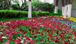 草草的春天在线观看,在线观看，感受青春的温暖与成长