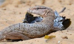 印度巨蜥爆料视频最新版,揭秘神秘生物的生存奥秘