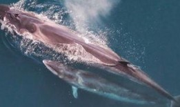 周本鲸鱼爆料视频,揭秘娱乐圈幕后真相