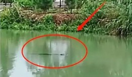 最新海丰公平爆料,揭秘事件背后真相