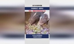 网友爆料猪中茅台视频,猪中茅台，揭秘神秘“猪茅”背后的真相