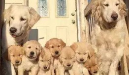 狗狗最新爆料图片高清,萌态可掬，瞬间萌化人心