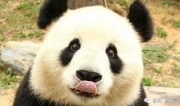 疯狂的熊猫爆料视频下载,下载背后的秘密与精彩瞬间