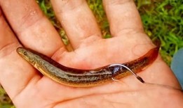 真白希泥鳅在线观看,探寻神秘泥鳅的奇幻之旅