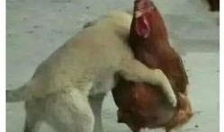 鸡哥早期爆料视频大全,揭秘娱乐圈不为人知的幕后真相