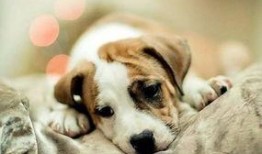 狗狗最新爆料图片高清,萌态可掬，瞬间萌化人心