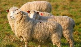 娱乐吃瓜君视频羊羊,娱乐吃瓜君带你探索独特羊味佳肴