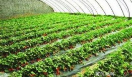 大棚草莓爆料视频,揭秘草莓生长全过程