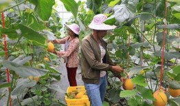 网红吃瓜杨,揭秘娱乐圈幕后真相的“瓜王”