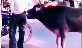 逗乐爆料视频大全最新下载,最新下载，笑点满满，欢乐无限！