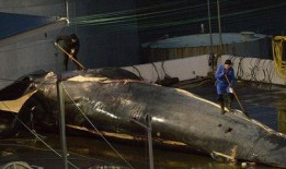 周本鲸鱼爆料视频,揭秘娱乐圈幕后真相