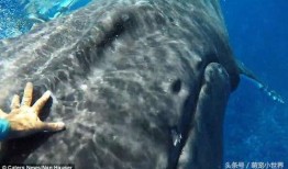 周本鲸鱼爆料视频,揭秘娱乐圈幕后真相