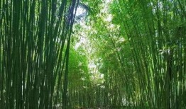 竹林小区新闻爆料视频大全,热点事件尽收眼底